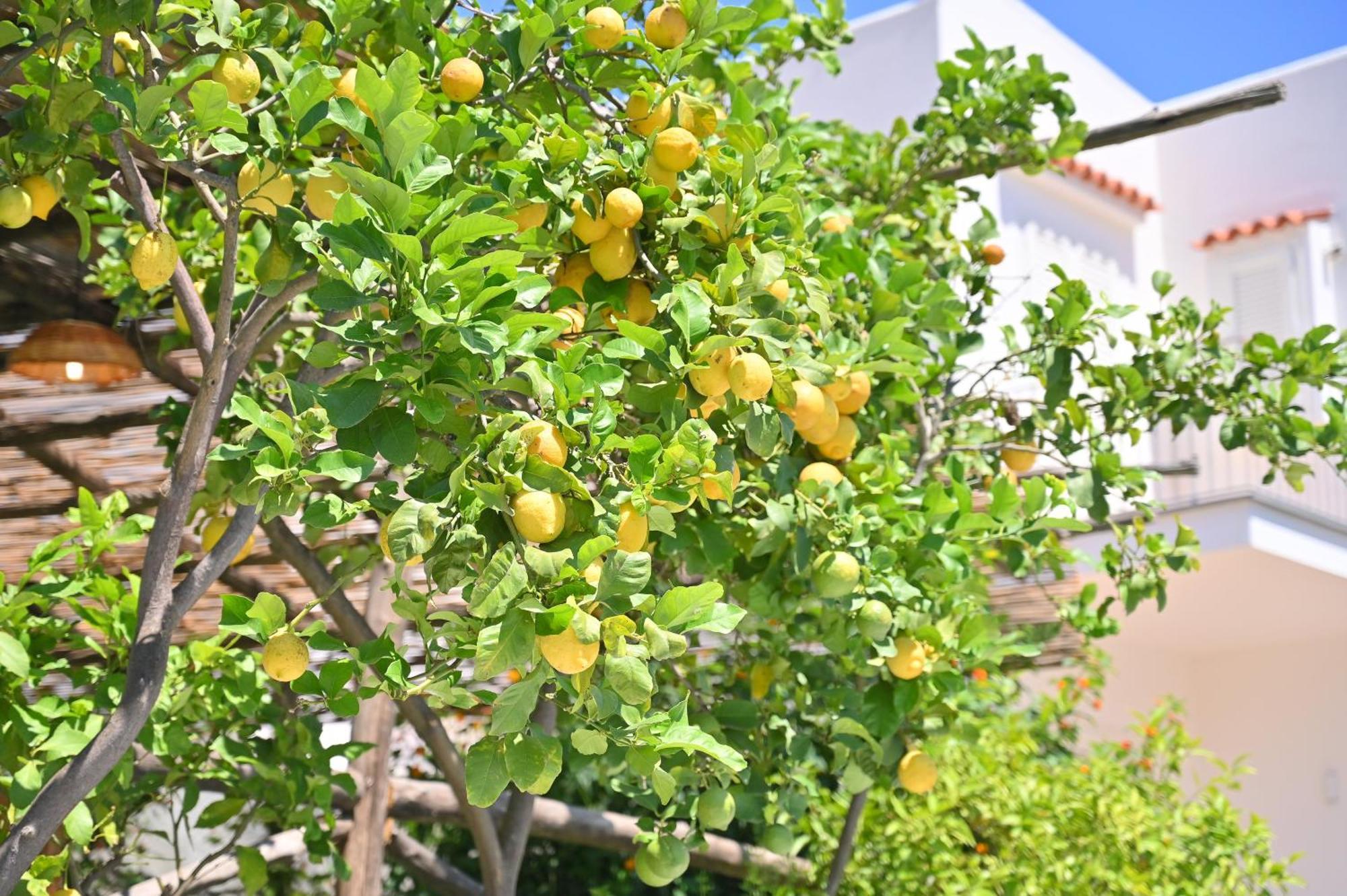 La Rosa - Luxury B&B Ischia Esterno foto